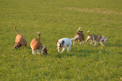 Continental Bulldogs Seeblickbulls Bilderalbum - Anfang März 2016