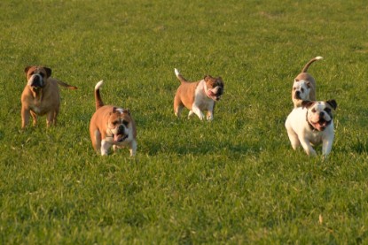 Continental Bulldogs Seeblickbulls Bilderalbum - Anfang März 2016