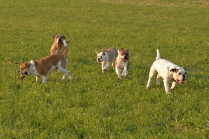 Continental Bulldogs Seeblickbulls Bilderalbum - Anfang März 2016