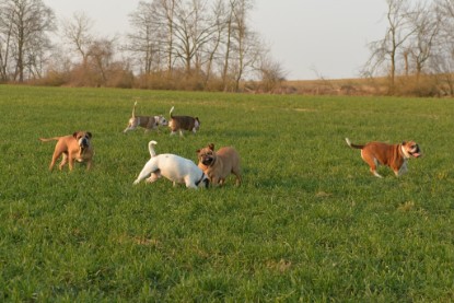 Continental Bulldogs Seeblickbulls Bilderalbum - Anfang März 2016