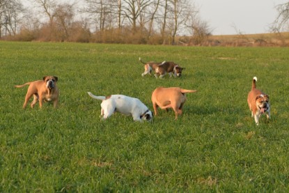 Continental Bulldogs Seeblickbulls Bilderalbum - Anfang März 2016