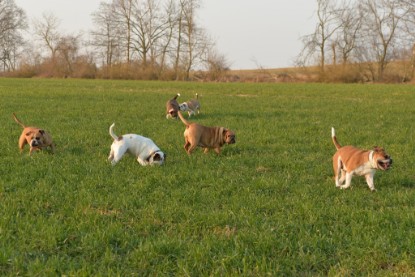 Continental Bulldogs Seeblickbulls Bilderalbum - Anfang März 2016