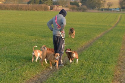 Continental Bulldogs Seeblickbulls Bilderalbum - Anfang März 2016