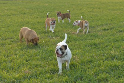 Continental Bulldogs Seeblickbulls Bilderalbum - Anfang März 2016