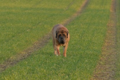 Continental Bulldogs Seeblickbulls Bilderalbum - Anfang März 2016