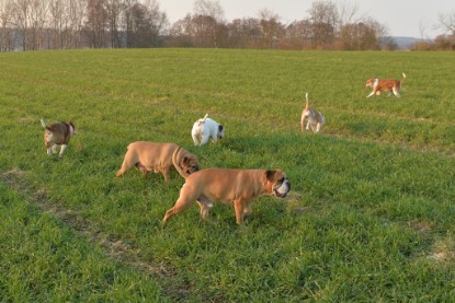 Continental Bulldogs Seeblickbulls Bilderalbum - Anfang März 2016