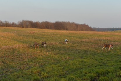 Continental Bulldogs Seeblickbulls Bilderalbum - Anfang März 2016