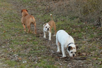 Continental Bulldogs Seeblickbulls Bilderalbum - Anfang März 2016