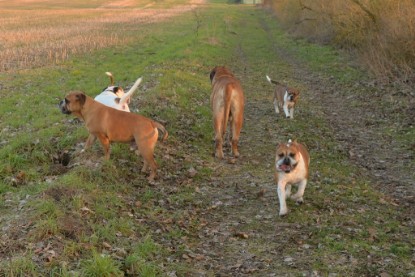 Continental Bulldogs Seeblickbulls Bilderalbum - Anfang März 2016