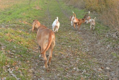 Continental Bulldogs Seeblickbulls Bilderalbum - Anfang März 2016