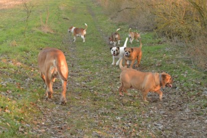 Continental Bulldogs Seeblickbulls Bilderalbum - Anfang März 2016