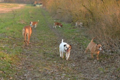 Continental Bulldogs Seeblickbulls Bilderalbum - Anfang März 2016