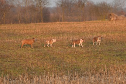 Continental Bulldogs Seeblickbulls Bilderalbum - Anfang März 2016