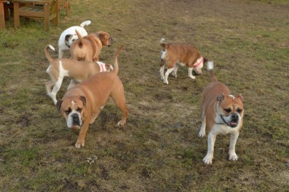 Continental Bulldogs Seeblickbulls Bilderalbum - Anfang März 2016