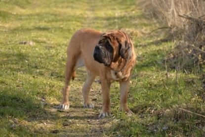 Continental Bulldogs Seeblickbulls Bilderalbum - Theos letzter Ausflug