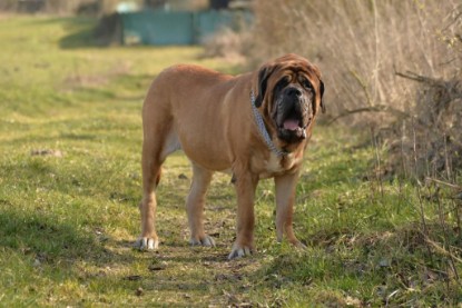 Continental Bulldogs Seeblickbulls Bilderalbum - Theos letzter Ausflug