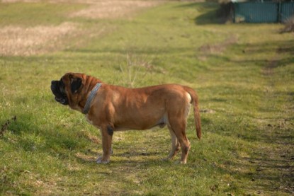 Continental Bulldogs Seeblickbulls Bilderalbum - Theos letzter Ausflug