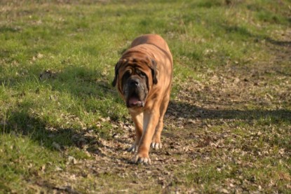 Continental Bulldogs Seeblickbulls Bilderalbum - Theos letzter Ausflug