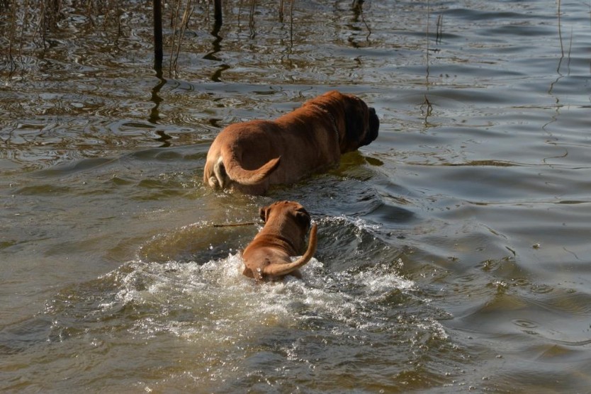 Continental Bulldogs Seeblickbulls Bilderalbum - Theos letzter Ausflug