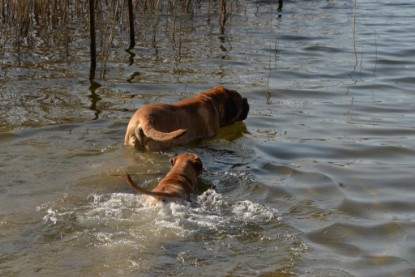 Continental Bulldogs Seeblickbulls Bilderalbum - Theos letzter Ausflug