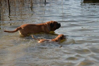 Continental Bulldogs Seeblickbulls Bilderalbum - Theos letzter Ausflug