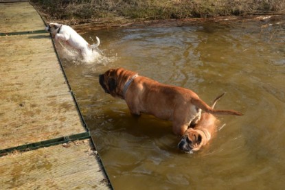 Continental Bulldogs Seeblickbulls Bilderalbum - Theos letzter Ausflug