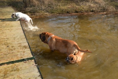 Continental Bulldogs Seeblickbulls Bilderalbum - Theos letzter Ausflug