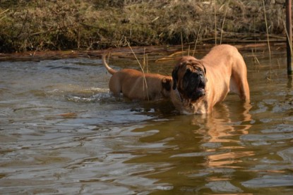 Continental Bulldogs Seeblickbulls Bilderalbum - Theos letzter Ausflug