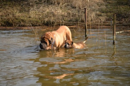 Continental Bulldogs Seeblickbulls Bilderalbum - Theos letzter Ausflug