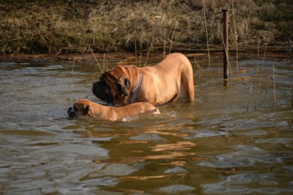 Continental Bulldogs Seeblickbulls Bilderalbum - Theos letzter Ausflug