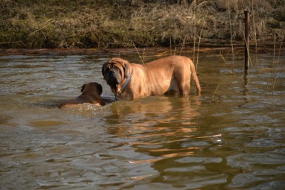 Continental Bulldogs Seeblickbulls Bilderalbum - Theos letzter Ausflug