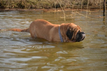 Continental Bulldogs Seeblickbulls Bilderalbum - Theos letzter Ausflug