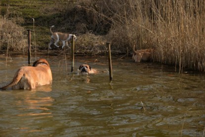 Continental Bulldogs Seeblickbulls Bilderalbum - Theos letzter Ausflug