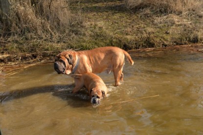 Continental Bulldogs Seeblickbulls Bilderalbum - Theos letzter Ausflug