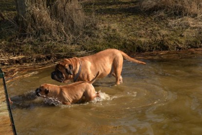 Continental Bulldogs Seeblickbulls Bilderalbum - Theos letzter Ausflug