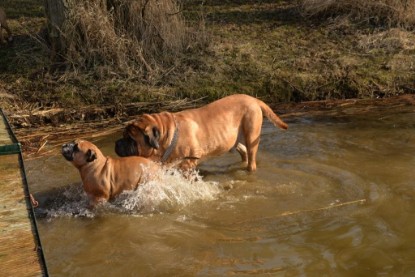 Continental Bulldogs Seeblickbulls Bilderalbum - Theos letzter Ausflug