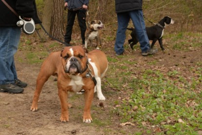 Continental Bulldogs Seeblickbulls Bilderalbum - Conti-Treff April 2016