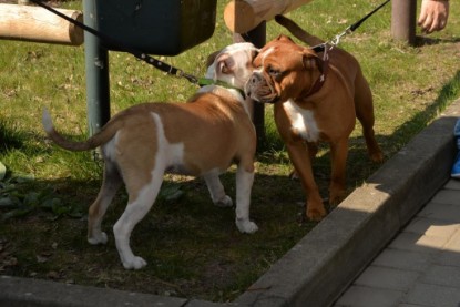 Continental Bulldogs Seeblickbulls Bilderalbum - Conti-Treff April 2016