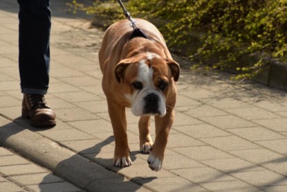 Continental Bulldogs Seeblickbulls Bilderalbum - Conti-Treff April 2016