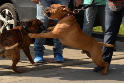 Continental Bulldogs Seeblickbulls Bilderalbum - Conti-Treff April 2016