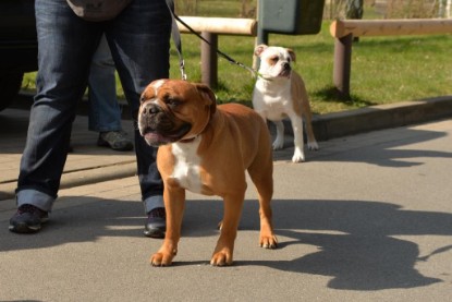 Continental Bulldogs Seeblickbulls Bilderalbum - Conti-Treff April 2016