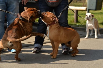 Continental Bulldogs Seeblickbulls Bilderalbum - Conti-Treff April 2016