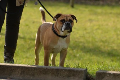 Continental Bulldogs Seeblickbulls Bilderalbum - Conti-Treff April 2016