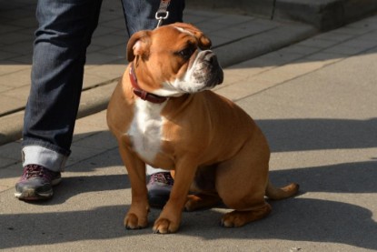 Continental Bulldogs Seeblickbulls Bilderalbum - Conti-Treff April 2016