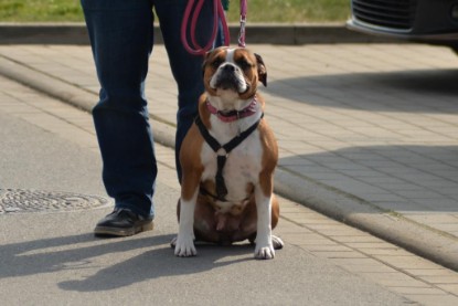 Continental Bulldogs Seeblickbulls Bilderalbum - Conti-Treff April 2016