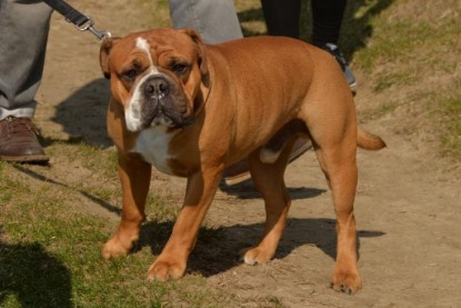 Continental Bulldogs Seeblickbulls Bilderalbum - Conti-Treff April 2016