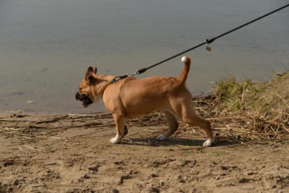 Continental Bulldogs Seeblickbulls Bilderalbum - Conti-Treff April 2016