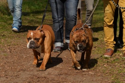 Continental Bulldogs Seeblickbulls Bilderalbum - Conti-Treff April 2016