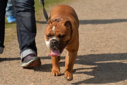 Continental Bulldogs Seeblickbulls Bilderalbum - Conti-Treff April 2016