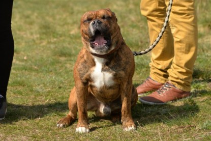 Continental Bulldogs Seeblickbulls Bilderalbum - Conti-Treff April 2016